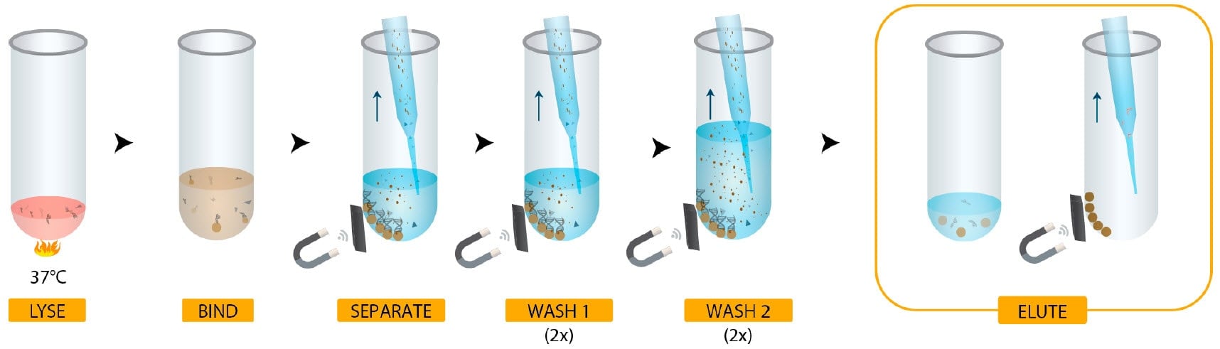 GenFind V3 high molecular weight genomic DNA extraction workflow