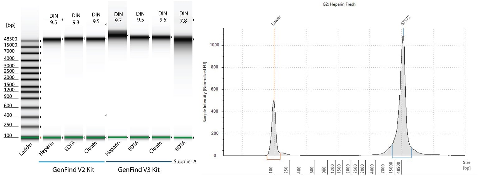 High Molecular Weight Genomic DNA Extraction with GenFind V3