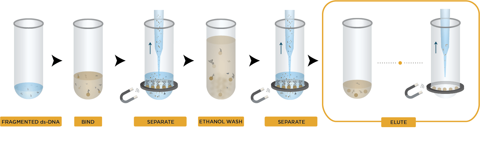 AMPure XP Beads - Manual NGS Library Cleanup Workflow