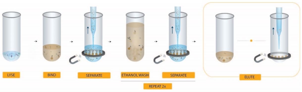 RNA Isolation from Viral Samples Workflow with RNAdvance Viral XP