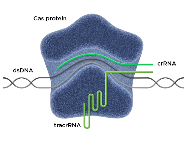 CRISPR for Immunotherapy Cas Protein