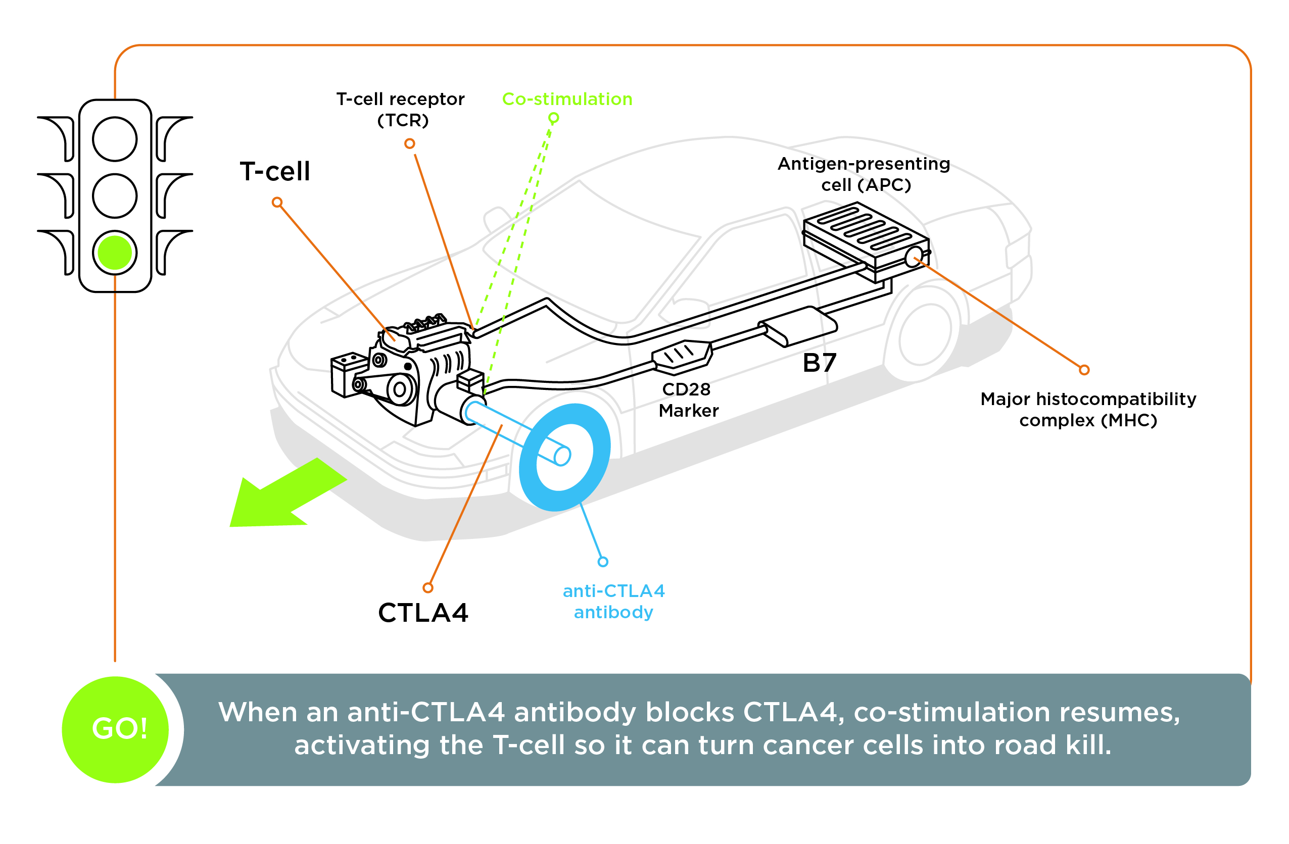 T-cell activation is resumed