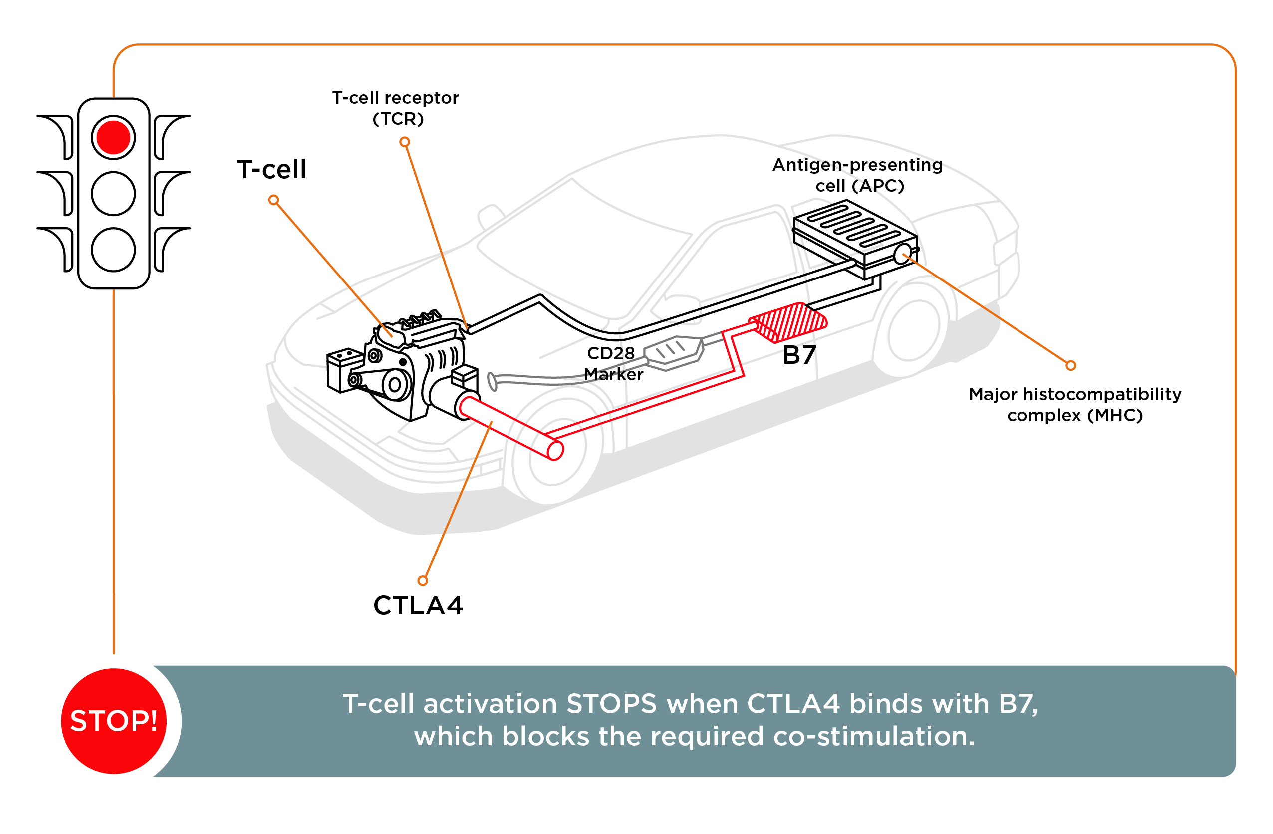 T-cell activation stops