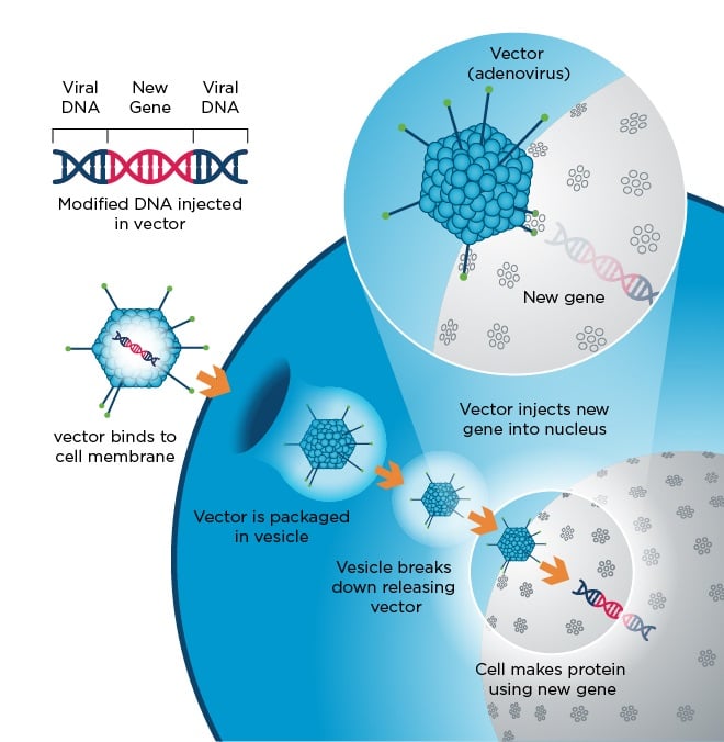 Viral Vector Production Lentiviral