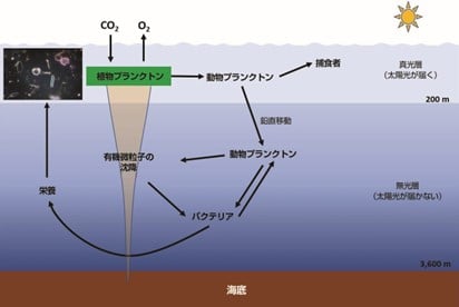 フローサイトメトリーを用いた海洋サンプル中植物プランクトンの正確な計数