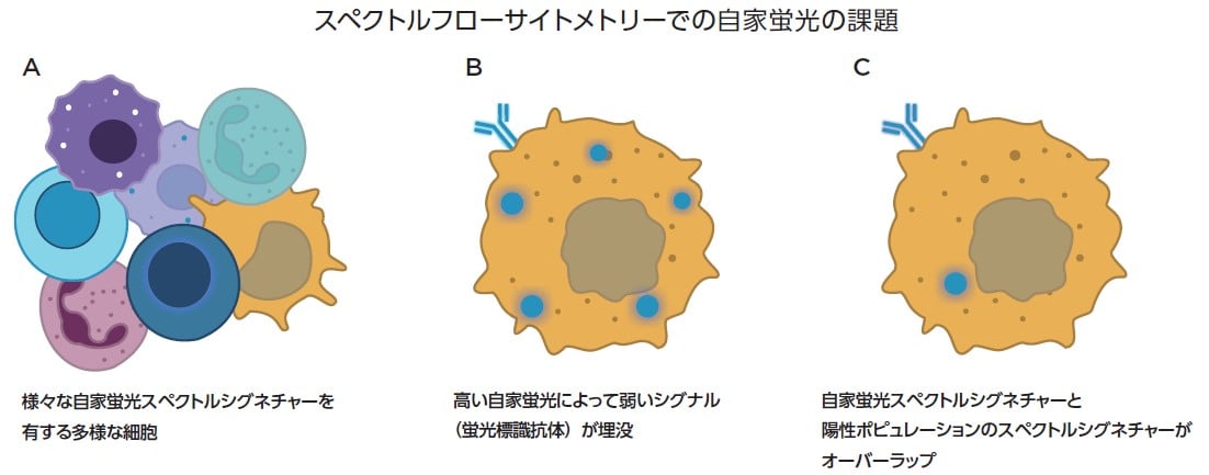 スペクトルフローサイトメトリーでの自家蛍光の共通課題の概要図