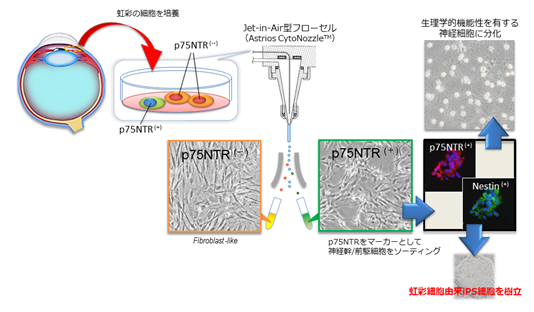 Diagram - Retinal Cell Regeneration