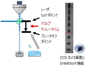 Diagram 3 - Retinal Cell Regeneration