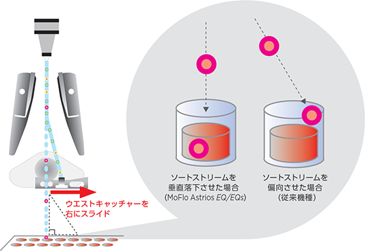 Diagram 4 - Retinal Cell Regeneration