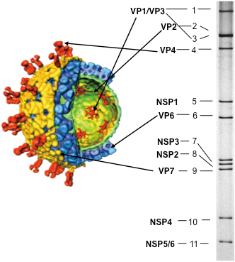 Nguyên tắc cơ bản về thanh lọc tế bào - virus