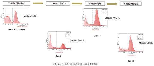 Multisizer 4eを用いたT細胞の各Stageの体積変化