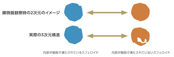 顕微鏡では観察が難しい三次元のスフェロイドの状態を体積から観察