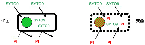 細胞膜標識ワークシート