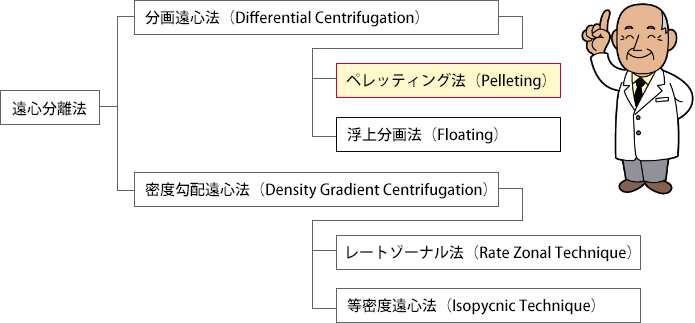 分画遠心法（ペレッティング）について | ベックマン博士の一口メモ