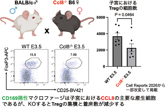 CL8の欠損によりTregの集積と着床数が減少