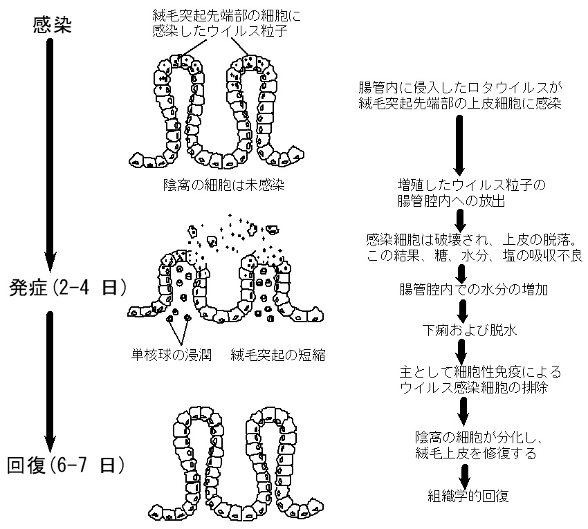 モザイク 破壊 中国 語 モザイク画像が鮮明に Googleのai開発に期待と妄想 J モザイク 破壊 中国 語 モザイク画像が鮮明に Googleのai開発に期待と妄想 J