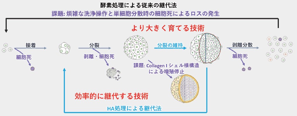再生医療分野での細胞集塊体積計測の重要性とMultisizer 4eの有用性