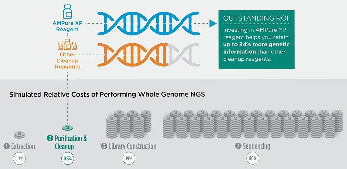 Investing in AMPure XP Beads for Cleanup and Size Selection Retains Up to 34% of Genetic Information