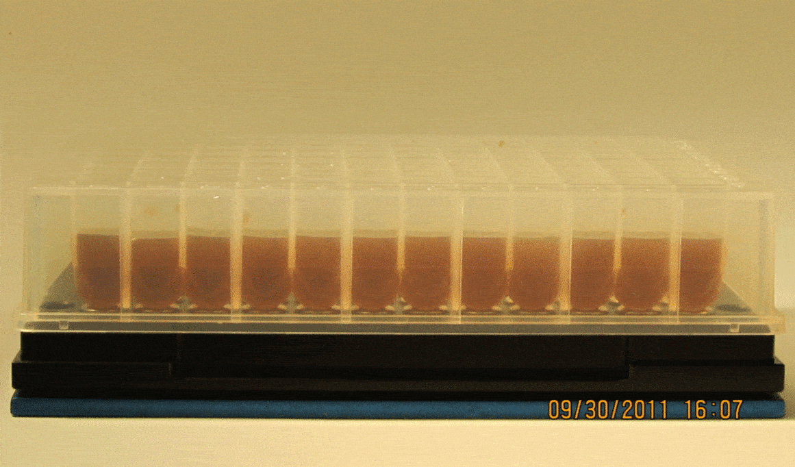 AMPure XP Bead Cleanup - Time-Lapse Video