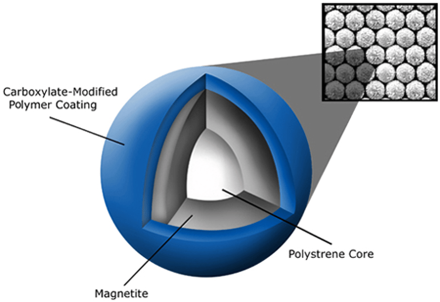 SPRI 磁珠结构示意图 — 贝克曼库尔特生命科学