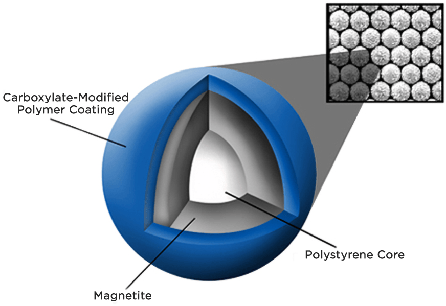 SPRI Bead Structure—Beckman Coulter Life Sciences