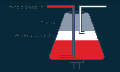 leukapheresis