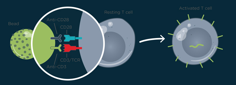 immunotherapy selection and activation