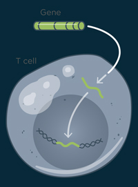 cancer transduction