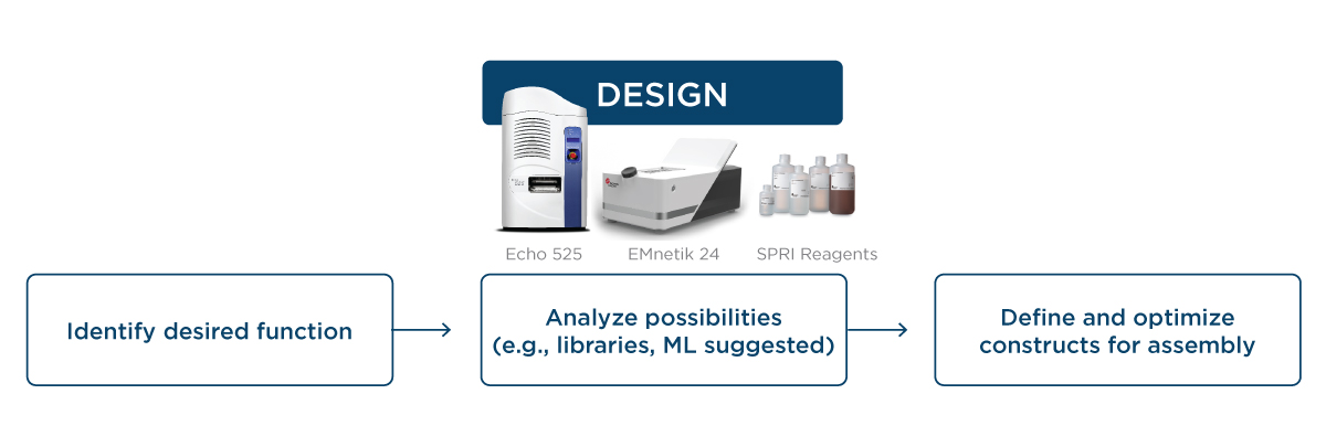 Design workflow stage and associated products for synthetic biology