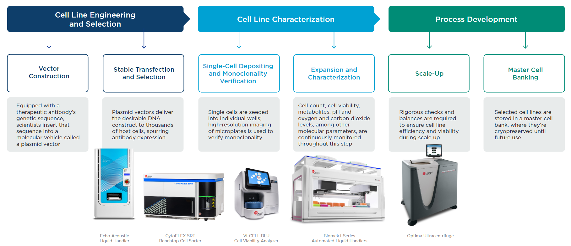 cell line engineering, cell line characterization, and process development steps in cell line development