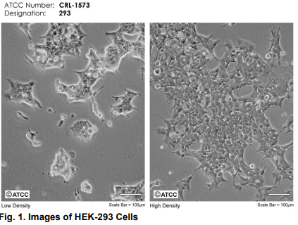 Figure 1 - Cell Line Development