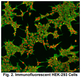 Figure 2 - Cell Line Development