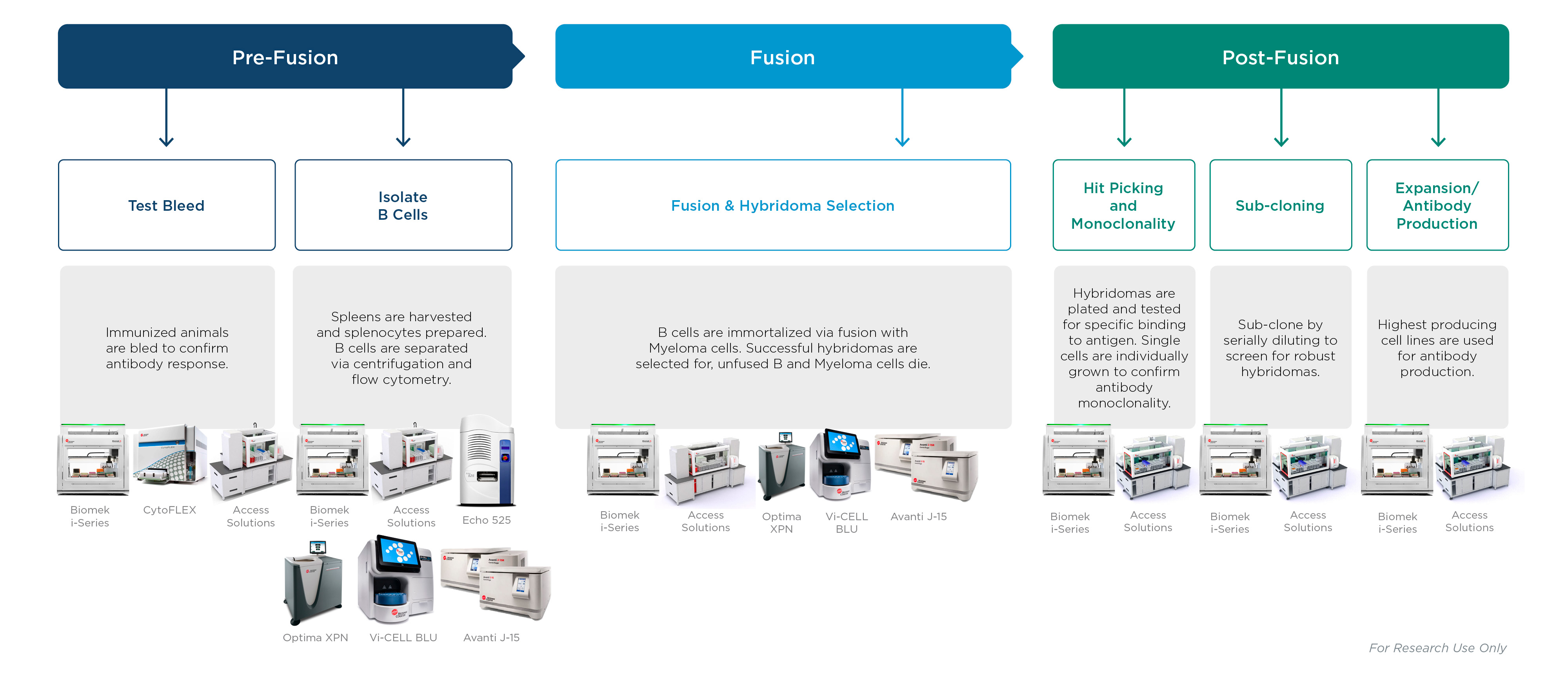 hybridoma antibody engineering workflow overview with product call-outs