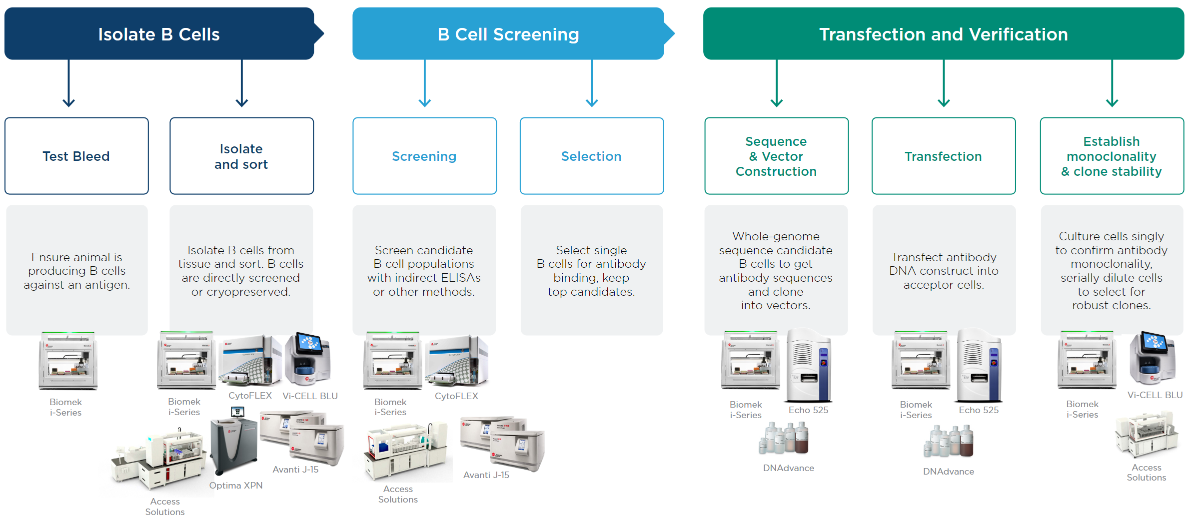 Single B Cell Antibody Engineering workflow overview with product call-outs