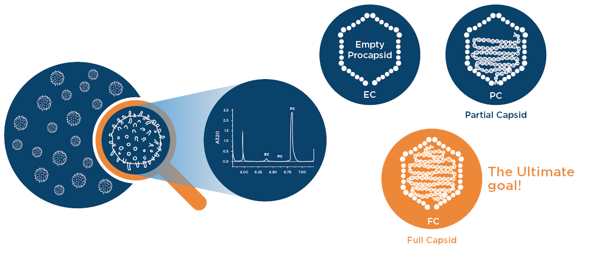 empty capsid, partial capsid, full capsid the ultimate goal viral vector characterization with auc