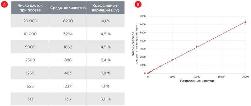 Число клеток по результатам визуализации