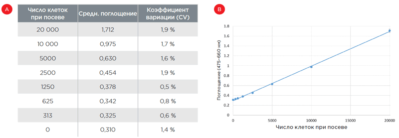Анализ количества клеток методом XTT
