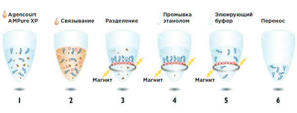 Рабочий процесс AMPure XP