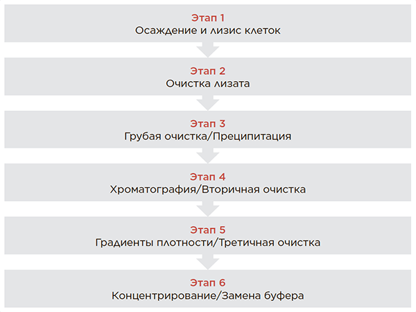 6 этапов очистки белков на центрифуге
