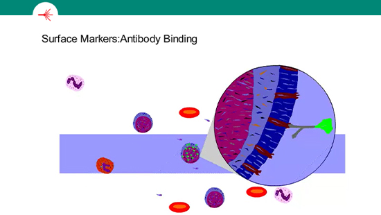 Animated flow cytometry applications