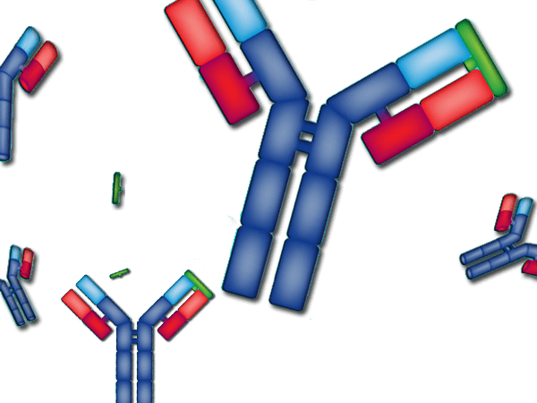 Antibody Engineering Graphic