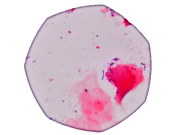 viability-dye-flow-cytometry-2017-08