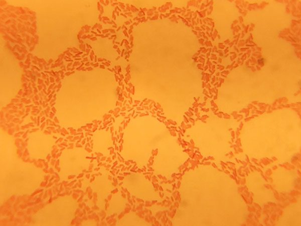 imagen biológica bajo el microscopio