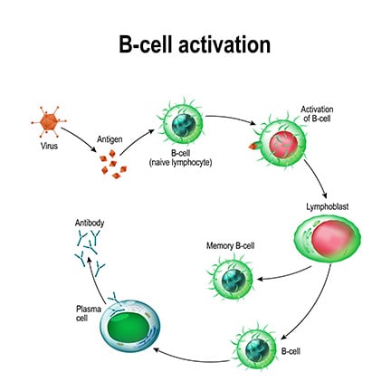 B Cells