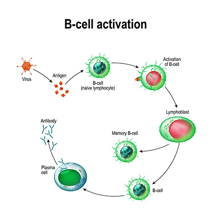 B cell activation 