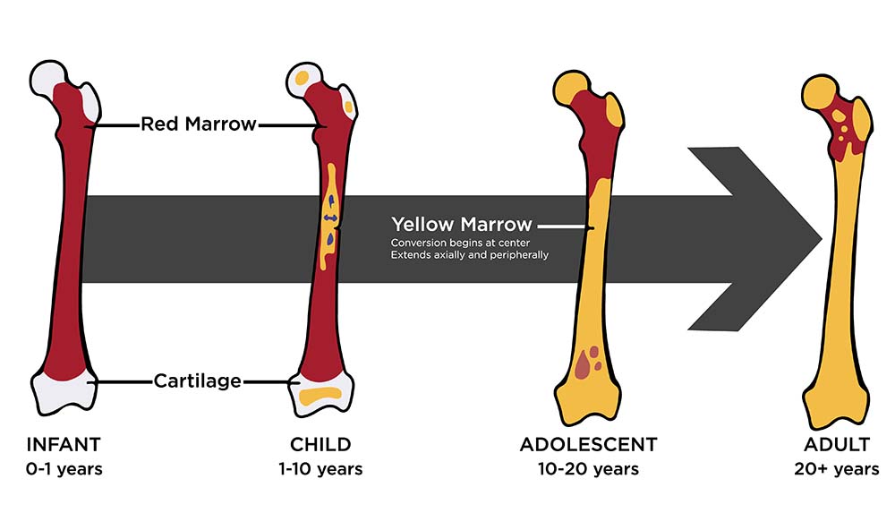 Bone Marrow Biology Diagrams