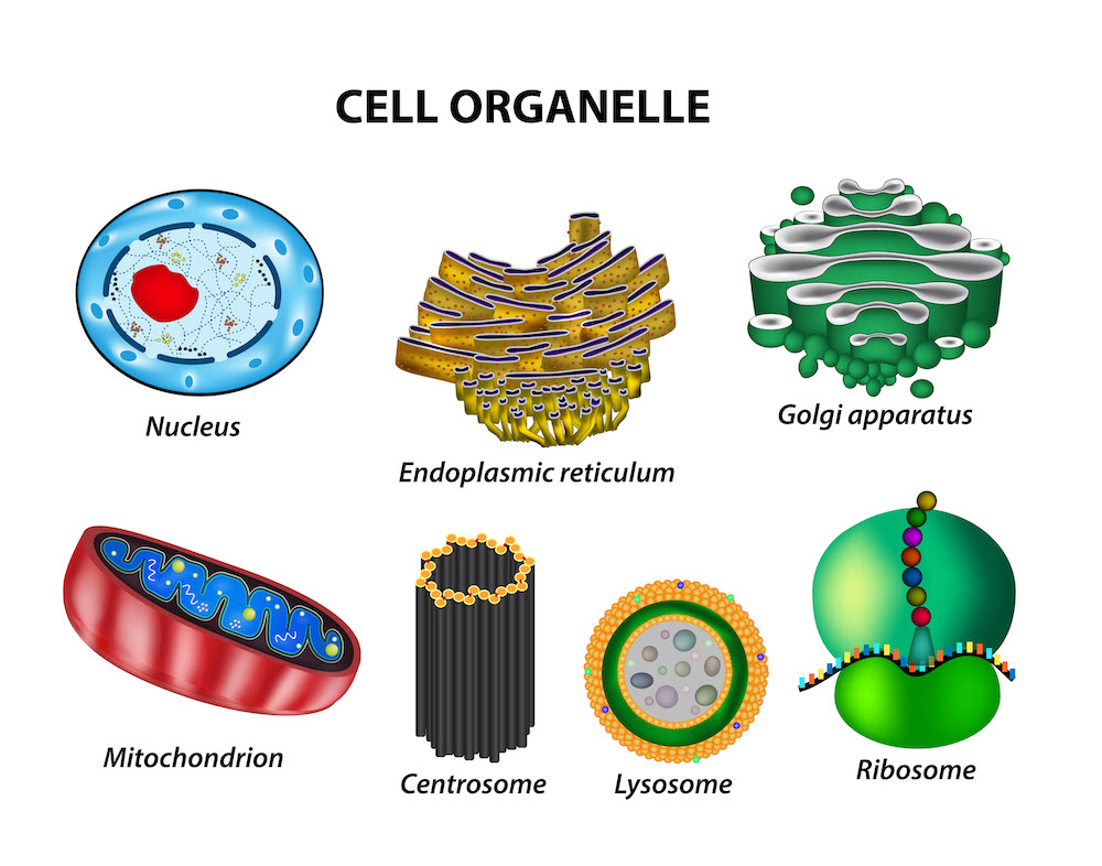 Pictorial representations of cell organelles, including nucleus, endoplasmic reticulum, golgi apparatus, mitochondria, centrosome, lysosome, ribosome