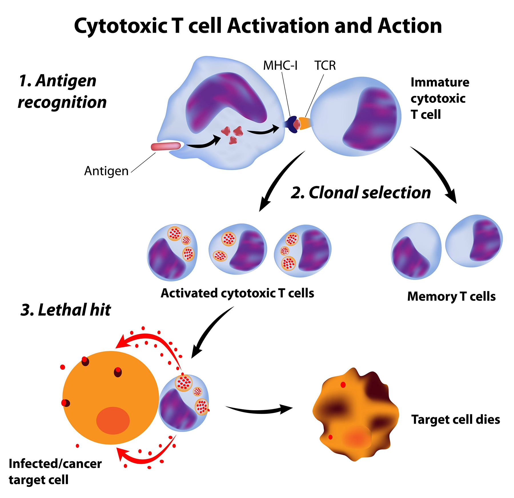 Cytotoxic T cell Activation and Action