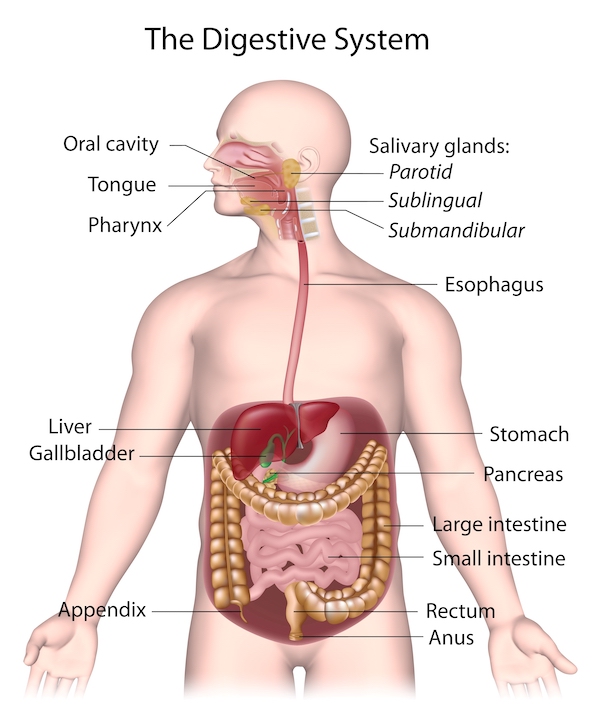 A pictorial representation of the human body’s digestive system and internal organs