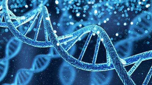 Nucleic Acids - DNA